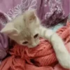 لا تفوت هذه الخمسة (zqjdt8crpb)