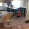 أطفال وكلاب مضحكة