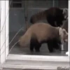 [FUNNY FAILS]  ️ (pn8yzbvh64)