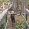 [FUNNY FAILS]  ️ (5bdfckypx8)