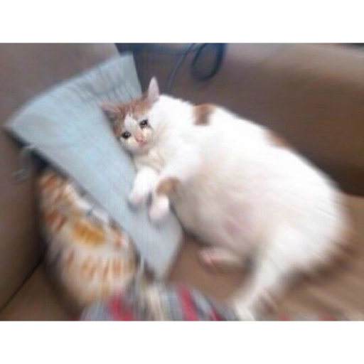 قط على الأريكة (bpyvk9572r)
