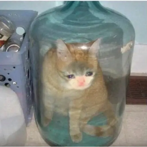 قطة في جرة (ryqzb4d6jt)
