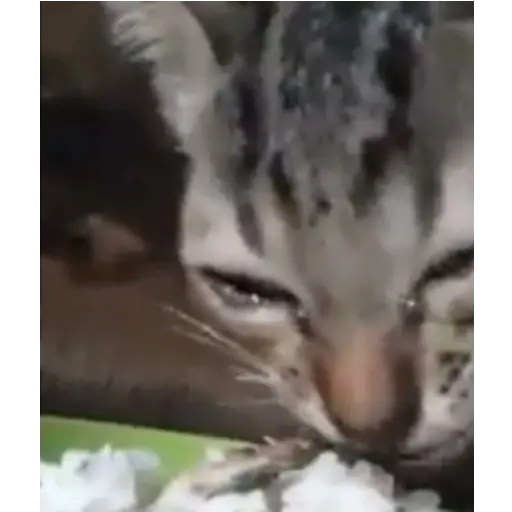 يأكل ويبكي (2xv9hfq5w6)