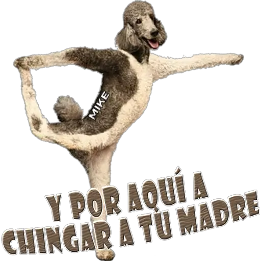Y POR AQUÍ A CHINGAR A TU MADRE MIKE (r2dnts85yz)