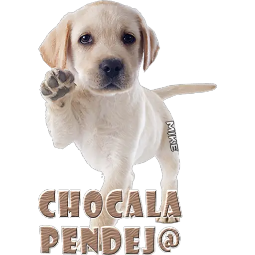 CHOCALA PENDEJO MIKE (bxgyfk3dw4)
