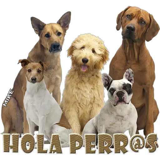 HOEA PERRO MIKE (wd3n6rz9yv)