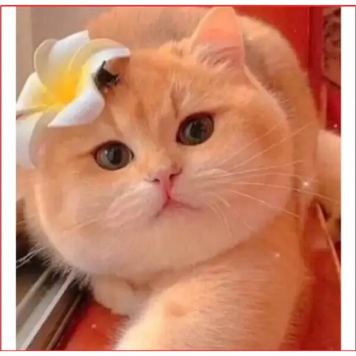 قطة بالزهرة (wrpsgdyk4h)