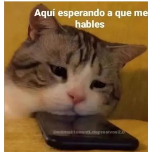 😻Mood. cat pt 3☄️😻 (w7q2bphvt8)