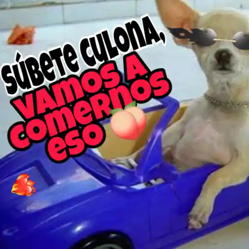 🐕🐾 chihuahuas random 🐾🐕 (ch6rfm7byn)