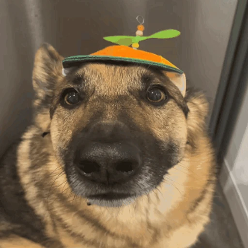 happy dog!! (cmj83vtd5h)