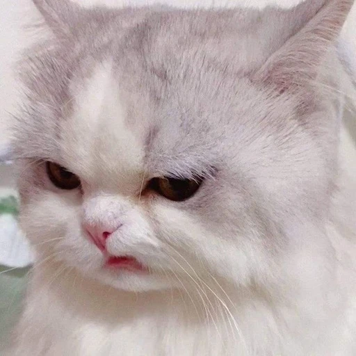 غاضب جداً (nkhszp4fmc)