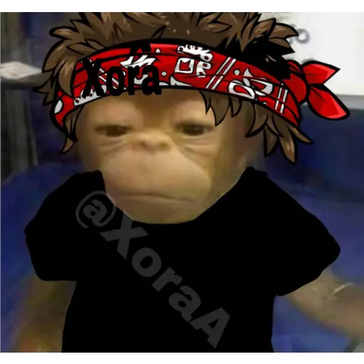 🐒⌛Various Monkey's⌛🐒 (n8jd9mx7q3)