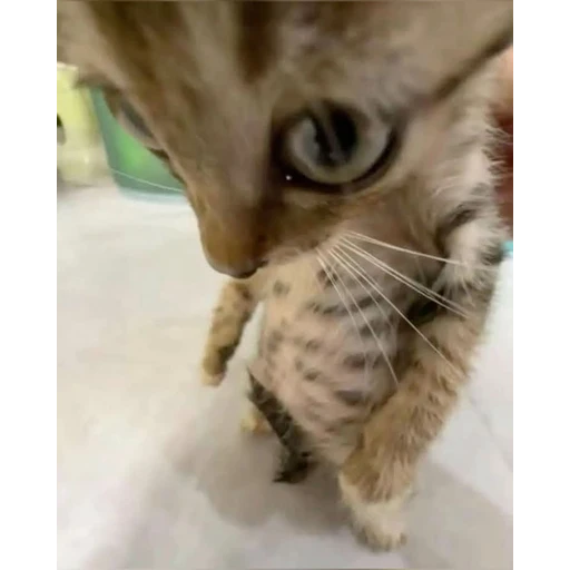 القط المتطفل (4mkh58bsgv)