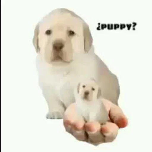 ¡PUPPY? (2m9tcpkrvf)