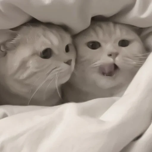 تحت البطانية (w7ych9xn3v)