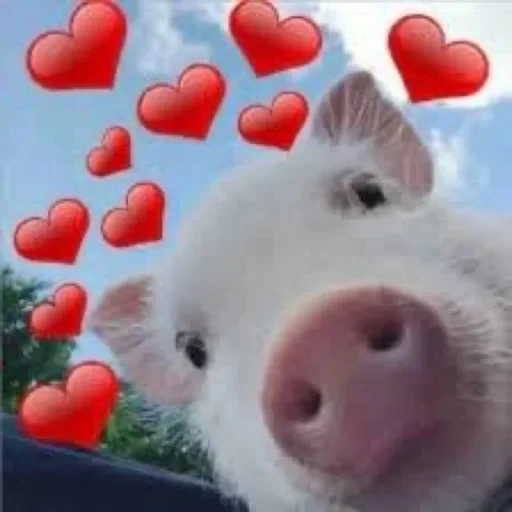 خنازير صغيرة 🐽 (792gwcz534)