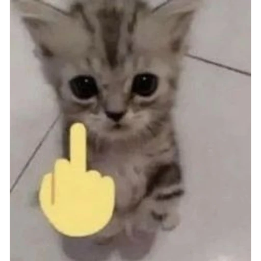 لطيف لكن وقح (6tnzj3w85q)