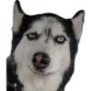 كلاب 2 (cks8qh5rmn)