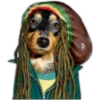 كلاب 2 (tqdy9w65ch)