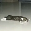 حيوانات مضحكة (p4nhsz8cbj)