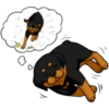كلاب الروت وايلر 🐕 (fzpg2dnhmy)