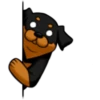 كلاب الروت وايلر 🐕 (p4m73xkfny)