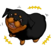 كلاب الروت وايلر 🐕 (gy83q97fm6)