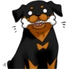 كلاب الروت وايلر 🐕 (6sj2rpbyt5)