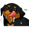 كلاب الروت وايلر 🐕 (jyz85kf7qg)