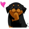 كلاب الروت وايلر 🐕 (jhxqy3rdc4)