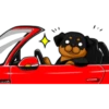 كلاب الروت وايلر 🐕 (z2wf4j5xmn)