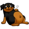 كلاب الروت وايلر 🐕 (59myqs6jdg)