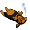 كلاب الروت وايلر 🐕 (fy4dhcq7zw)