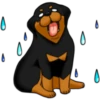 كلاب الروت وايلر 🐕 (9wq35yzprb)