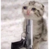 قطة مسلحة