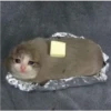 قطة بطاطس