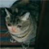 أقصى ذنب