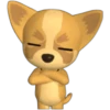 🐾chihuahuas 🐾 (z93bgdj7rh)