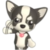 🐾chihuahuas 🐾 (hmbfckzgq9)