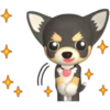 🐾chihuahuas 🐾 (sw637rgchk)