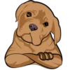 ★⚫⃟My Funny Dogs⚫⃟ (r7x59wd23y)