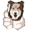 ★⚫⃟My Funny Dogs⚫⃟ (9c2dhsmpg7)