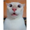 gatitos loquillos