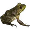 sapos y ranas para my jerrys♡♤