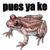 sapos y ranas para my jerrys♡♤