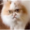 gatitos loquillos