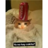 gatitos sad