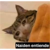 gatitos sad