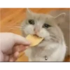 gatitos sad