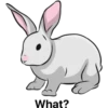 أرنب (n7zm3xtfg4)